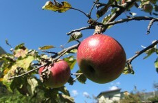 US study finds apples and celery most likely to carry pesticide residue