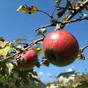 US study finds apples and celery most likely to carry pesticide residue