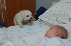 Adorable puppy tries his very best to make friends with newborn baby