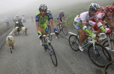 Camera-wearing sheep to film Tour de France