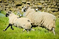 Sony is enlisting five sheep in Yorkshire to film the Tour de France