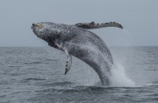 Short Story: Whalesong