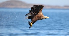 Here's how you can see the first White Tailed Sea Eagles born in Ireland in over a century