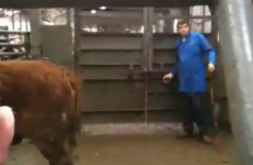 Leitrim cattle auctioneer has some serious flow