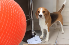 Louie the beagle gets the best present ever