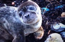 Galway gardaí saved a stranded seal last night