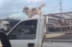 Super-dog gets a ride on car roof