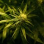 Medicinal cannabis will soon be legal and available for MS patients