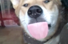 Somebody let this dog outside immediately