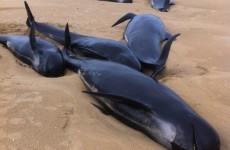 Five pilot whales die after pod gets stranded on Donegal beach