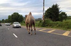 Activists 'alarmed' after circus camel walks into traffic