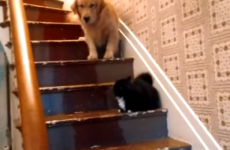 Bo the dog is terrified to pass cat on stairs and we don't blame him