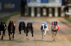 Hiring out greyhound stadia as film sets could help the industry's money woes