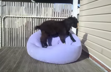 Goat tries to make sense of an inflatable chair, fails