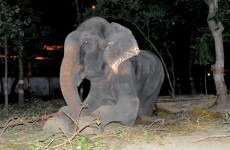 Elephant 'cries' when freed after 50 years in captivity