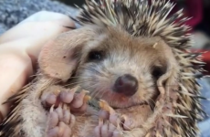 Adorable yawning baby hedgehog is every single person after work