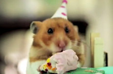 This teeny-tiny birthday party for a teeny-tiny hedgehog is just the cutest