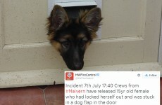 Is this one of the most embarrassing rescue incidents ever?