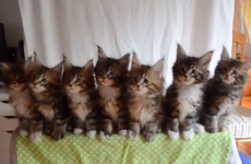Adorable kittens perform perfectly synchronised routine