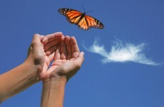 Butterflies to be released in remembrance service for those affected by the death of a baby