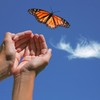 Butterflies to be released in remembrance service for those affected by the death of a baby