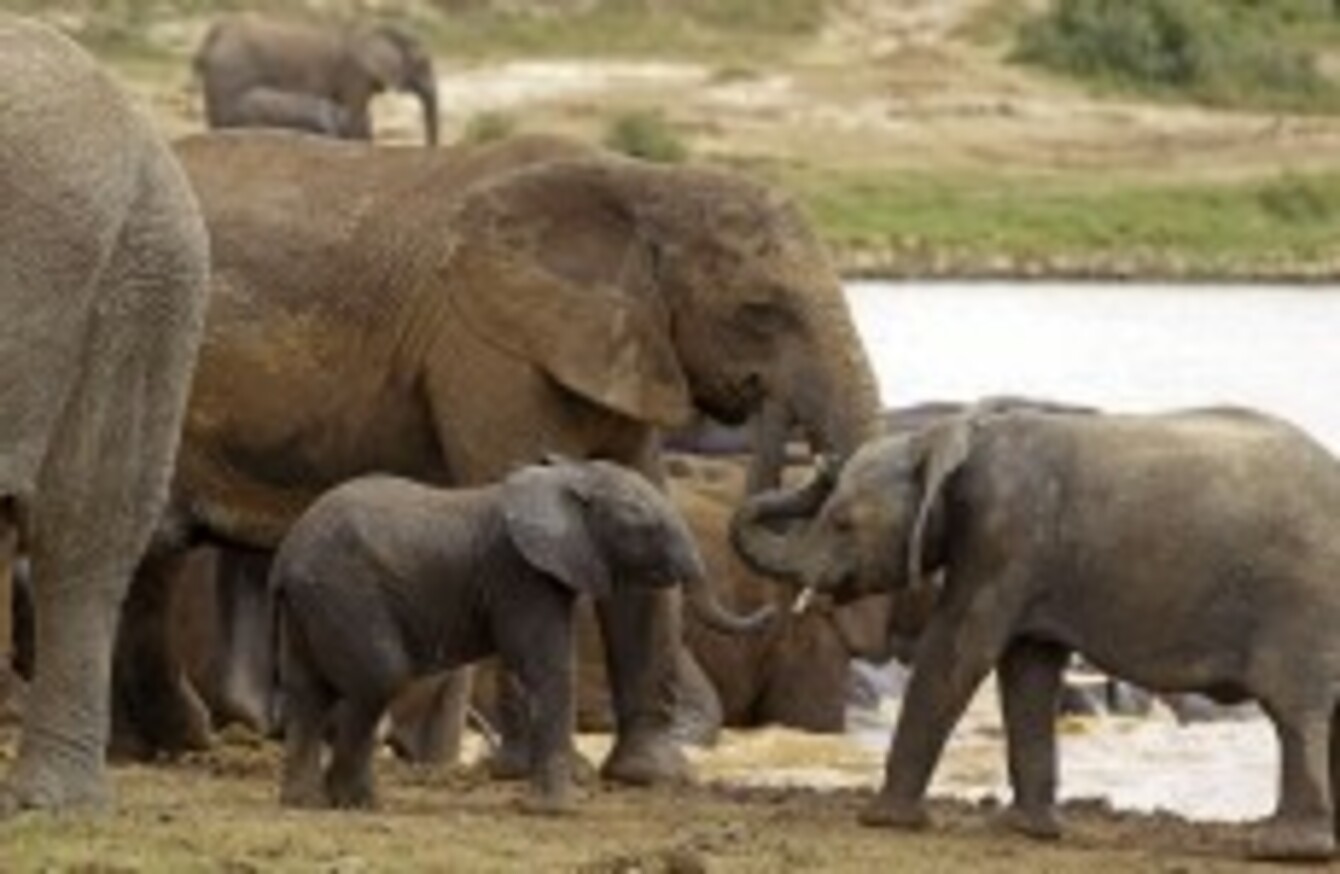 African elephants could quickly "be driven to extinction locally