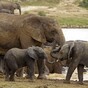 African elephants could quickly "be driven to extinction locally", warns conservation group