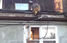 Ninja cat fashions perfect way to sneak in window