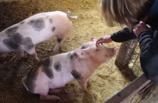 Cute pig 'faints' dramatically while having its head scratched