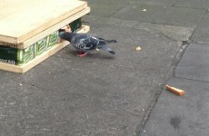 Gardaí in Dublin apprehended a seriously dangerous criminal this morning