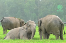 Irish people could learn a thing or two from these rain-loving elephants