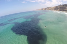 Look at this amazing footage of an enormous school of fish