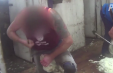 Australian minister questions PETA tactics over video of sheep being beaten