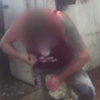 Australian minister questions PETA tactics over video of sheep being beaten
