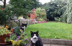"People are devastated": Fears that cats are being deliberately poisoned on Dublin road