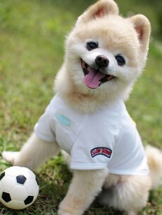 7 animals who really want to watch the World Cup final with you