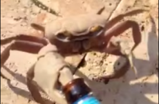 Sneaky crab pinches guy's bottle of beer