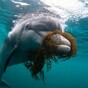 "Don't swim with this dolphin" islanders warned, as 'Dusty' changes location