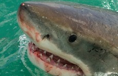 Here's why you shouldn't be worried about shark attacks