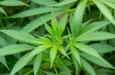 Four men due in court after €114K cannabis seizure