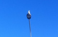 Waterford is under attack - from a laughing seagull