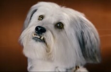 VIDEO: Your weekend movies... Pudsey the Dog