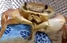 This crab eating noodles will horrify you to your very soul