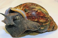 Rat-sized snails that 'eat walls of houses' seized at US airport