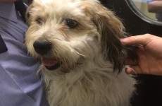 This adorable lost dog has been taken in by Dublin gardaí