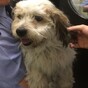 This adorable lost dog has been taken in by Dublin gardaí