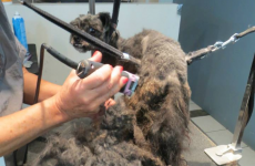 Neglected dog rescued from under 2lbs of filthy fur