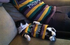 A man and his cat, just chilling in their matching American hurling jerseys
