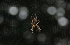 Man tries to kill spider, ends up burning his house down
