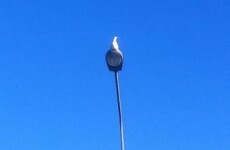 Brace yourself: Jonathan the laughing seagull could be dead